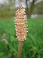 equisetum arvense