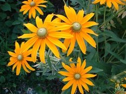 rudbeckia hirta flowers