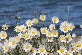 daisies by the water