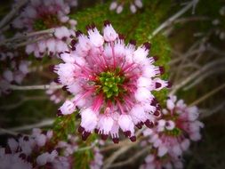 exotic multicolored daisies