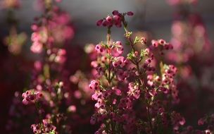 heath, pink autumn flowers