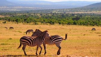 Zebras in the wildlife