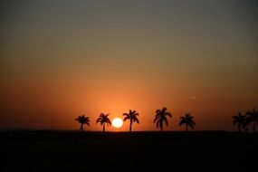 sunset palm silhouette