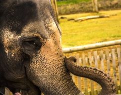 closeup of elephant head