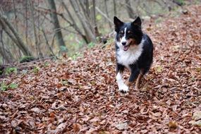 magnificent australian shepherd dog