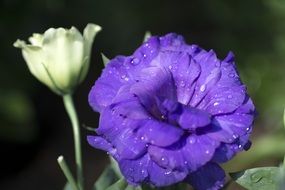 purple bloom with water drops