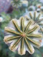 poppy oriental flower