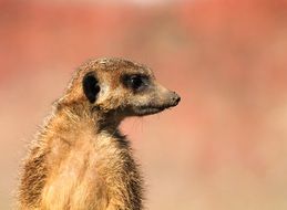 The meerkat is a small carnivoran belonging to the mongoose family