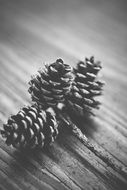 pine cones black and white photo