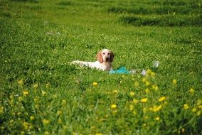 dog resting on a green field