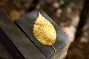 Close-up of the yellow leaf on the wood