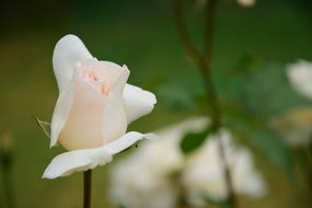 white closed rose blossom macro photo