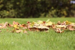 autumn leaves on green grass