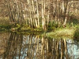 trees are reflected in the river on a sunny day