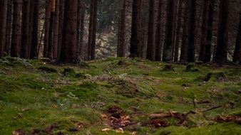 mushrooms in an autumn forest