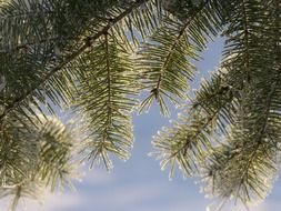 Spruce branches in frost