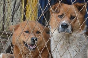 two dogs in cage