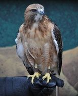 hawk sits on a hand in a leather glove