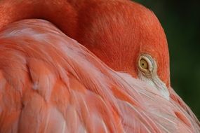 orange flamingo bird feather portrait