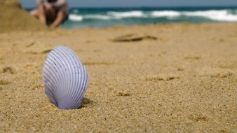 curly shell on a sandy beach