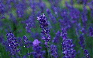 lavender purple flower