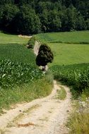 rural road between fields