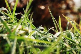 green grass in the morning dew close up