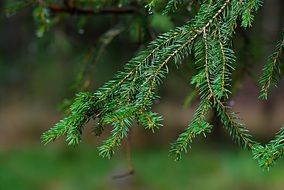 picture of the spruce branch