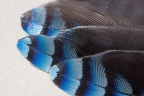 blue-black feathers of a bird