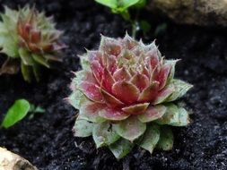 Flower buds on the ground