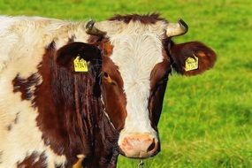 close up photo of young cow head