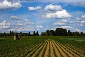 arable field true on a background of blue sky and clouds