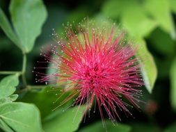 calliandra haematocephala close up