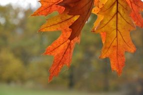 colorful maple leaves close up at autumn forest