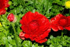 bright red flowers with buds on a bush close-up