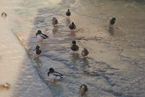 ducks on the banks of the river Guadalquivir