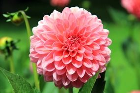 pink bloom plant in autumn