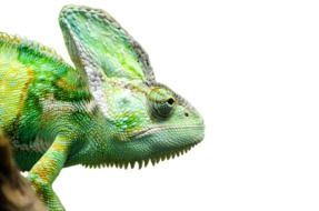 Green iguana on a white background
