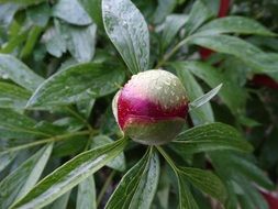 flower bud in a garden on a blurred background