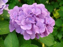 purple hydrangea on a green bush in the garden
