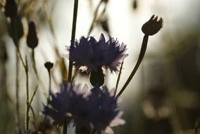 flowers at dusk