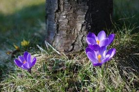 Beautiful yellow, white and purple crocus flowers blossom in spring