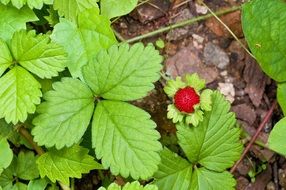 red strawberries on a bush in the garden