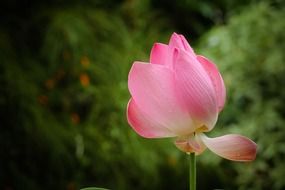 pink lotus flower in nature