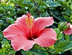 pink hibiscus flower in a botanical garden