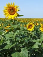 field of sunflowers in provence in the summer