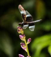 Colorful dragonfly on a colorful flower on a blurred background