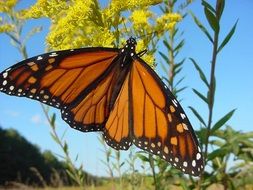 Bright monarch butterfly in the nature