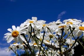 bouquet of daisies on a clear sunny day