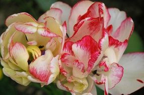 white pink tulips in a bouquet